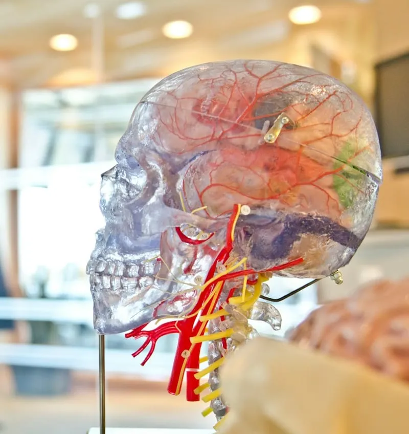 Transparent anatomical model of the skull, jaw and neck