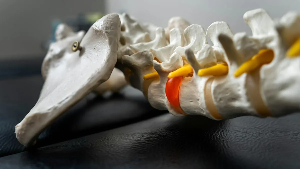 Anatomical model of the lumbar spine and discs